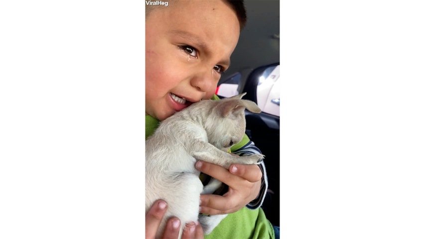  Boy Cries over Puppy's Vaccination	
