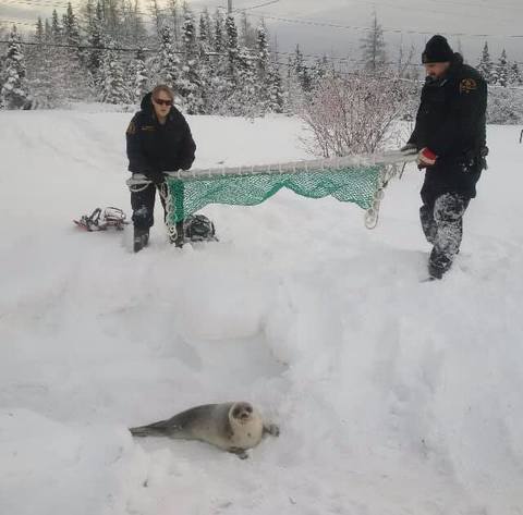 Canada un village appelle à l'aide face à une invasion de phoques