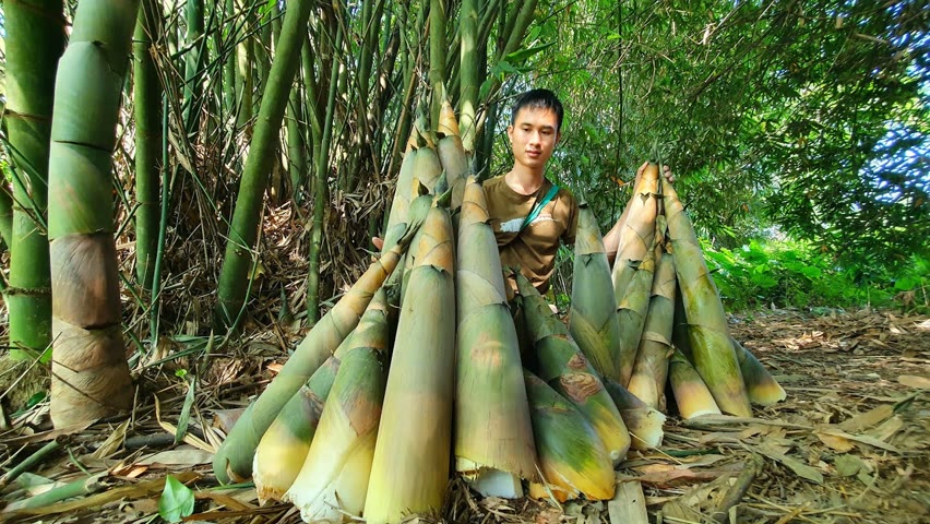 Episode 75 - Harvesting giant bamboo shoots to preserve, Live with nature