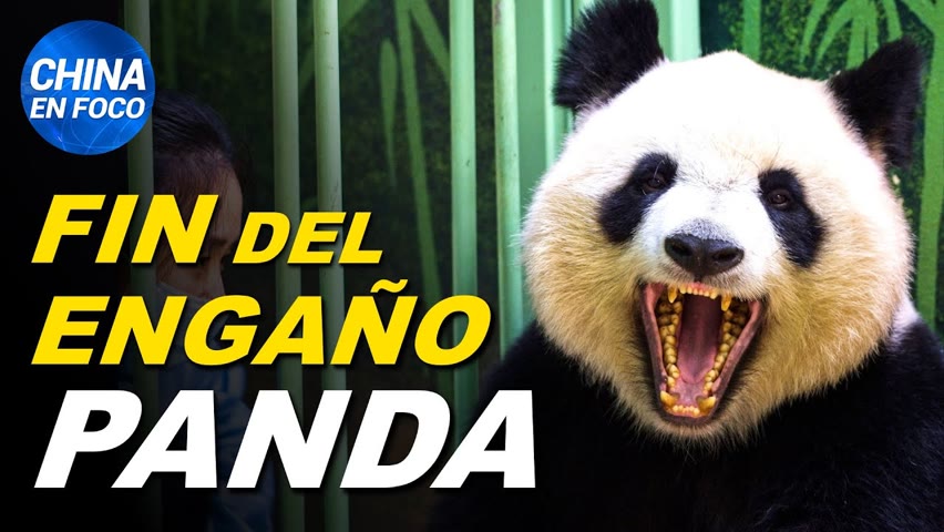 China queda expuesta: La trampa del panda ya no sirve. Dramáticas protestas en Shanghái