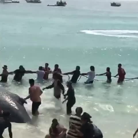 Una balena di 4 metri si è spiaggiata