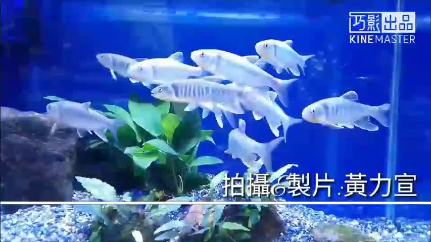 台灣之美  台灣觀賞魚博覽會   南港展覽館覽館