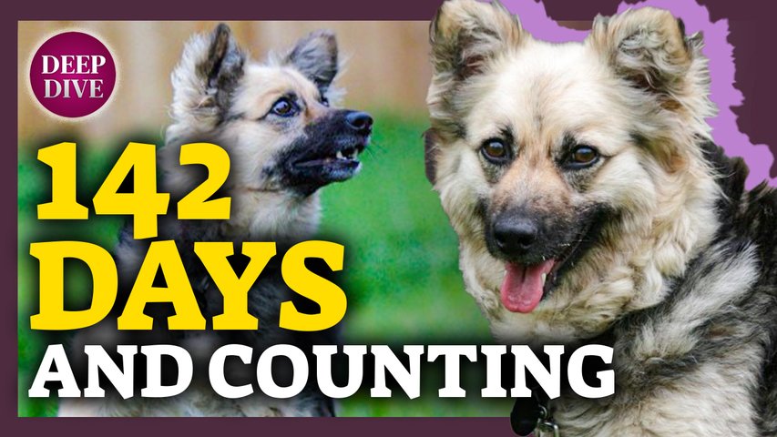 142 Days, No Views: Unwanted Dog Waits for 'Fur'-Ever Home; Kmart, Sears Last Holiday Season?