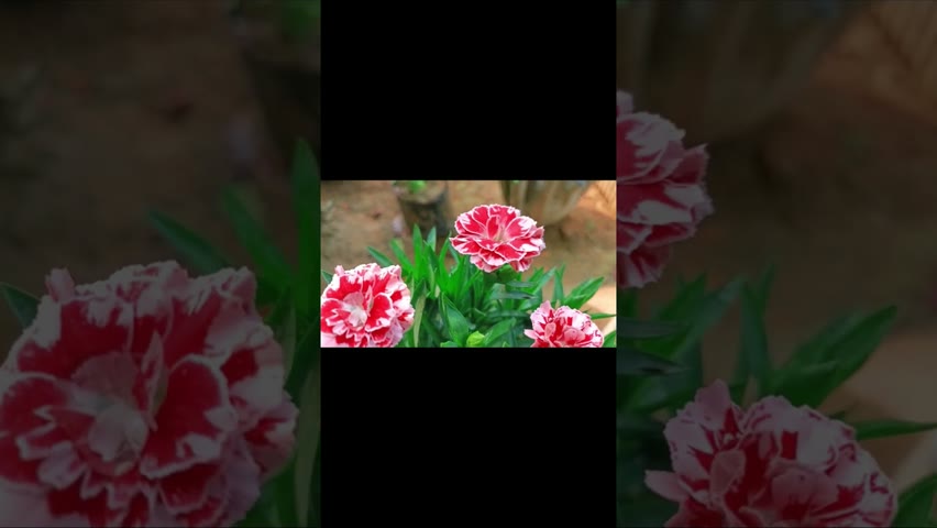 Carnation Flowers #shorts #shortsfeed #youtube #youtubeshorts #gardening #shortvideo