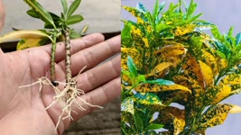 How to croton from cuttings ,Best way to grow croton