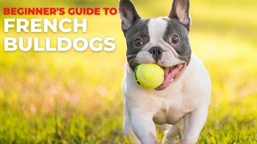 BEGINNER'S GUDE TO THE FRENCH BULLDOG