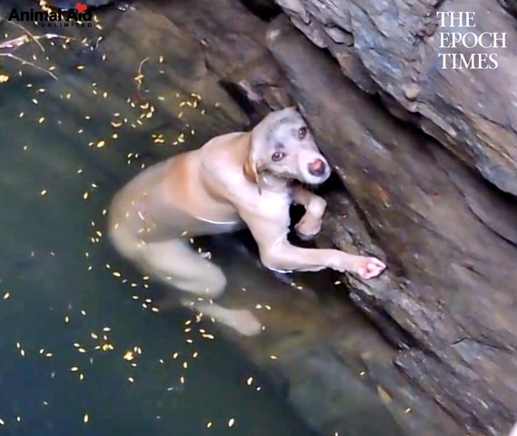 A Drowning Dog's Desperate Wish Comes True