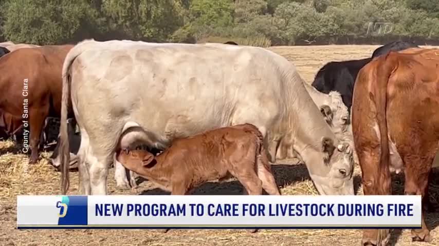 New Santa Clara County Program to Protect Livestock During Fire