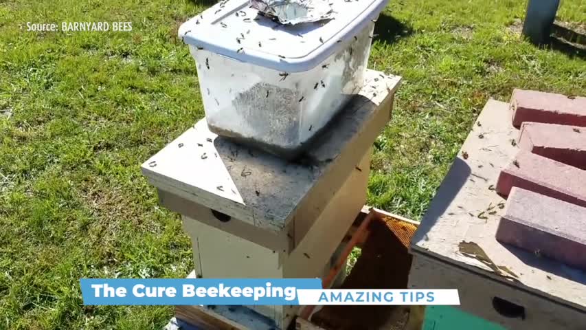 Yellow jacket problem? Here is the cure. beekeeping