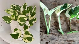 How to grow Pothos faster , How to grow Pothos from cuttings , N'Joy Pothos
