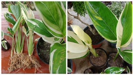 Variegated Arrowroot Plant Care | How To Separate Variegated Arrowroot Plant