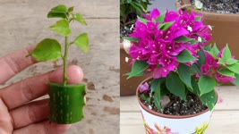 How to grow Bougainvillea ,Grow bougainvillea Cuttings faster 100% working