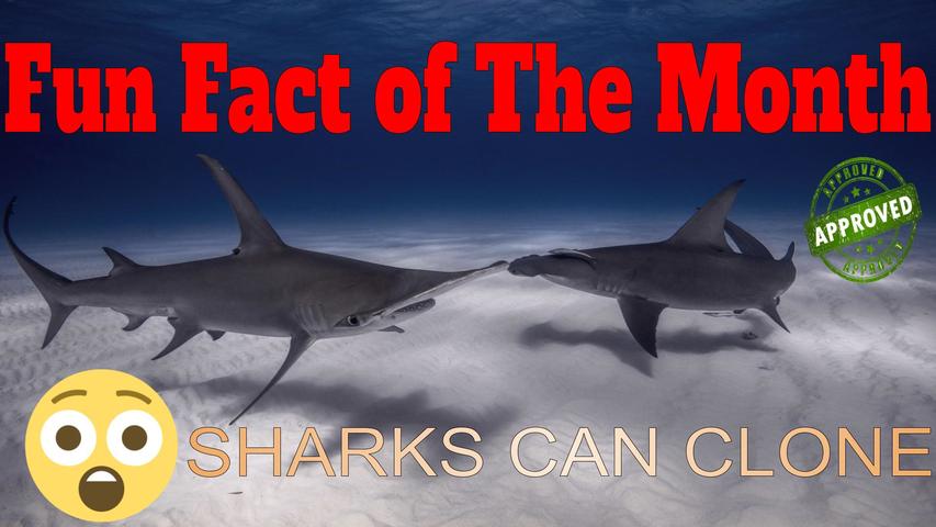 Fun Fact of The Month Sharks Can Clone Themselves