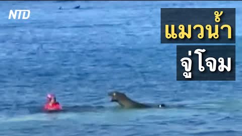 แมวน้ำมังก์ฮาวายโจมตีคนเล่นน้ำในฮาวาย