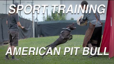 TRAINING DAY: AMERICAN PIT BULL TERRIERS