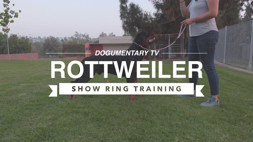 INTRODUCING ROTTWEILER TO SHOW RING TRAINING