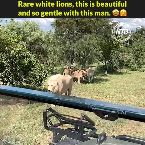 Tourists have incredible close encounter with pride of rare white lions in South African farm