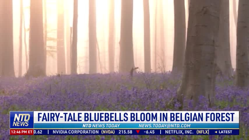 V2_FAIRY-TALE BLUEBELLS BLOOM IN BELGIAN FOREST