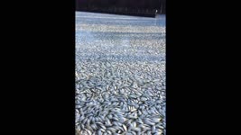 Tons of Fish in Canal Struggle to Survive