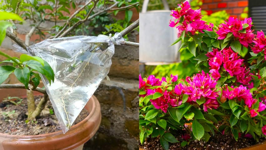 How to grow bougainvillea using water || Easy Method || Easy Gardening