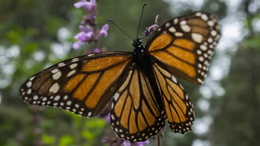 Миллионы бабочек-монархов устраиваются на зимовку в Мексике