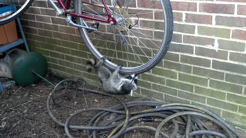 Raccoons Play with Bicycle Wheel