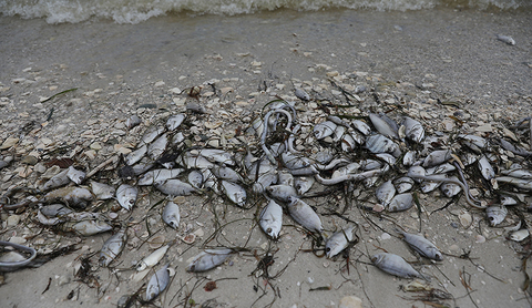 Red Tide Spreads Up Florida's Coast After Michael