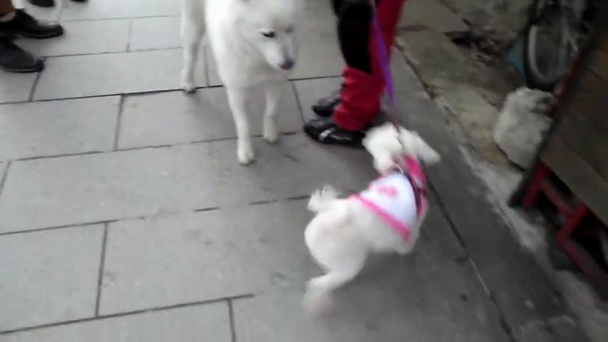 한옥마을에서 본 귀여운 진돗개의 푸들 강아지에 대한 뜨거운 관심  cute Jindo dog and a poodle puppy  Jeonju Hanok village  전주한옥마을