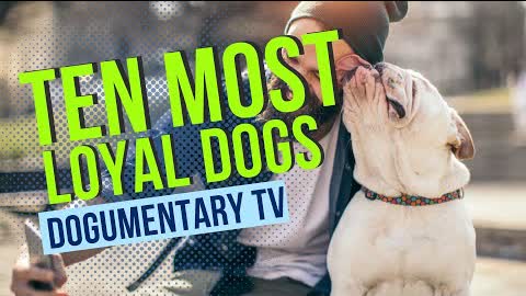 DOGUMENTARY TV'S TEN MOST LOYAL DOG BREEDS