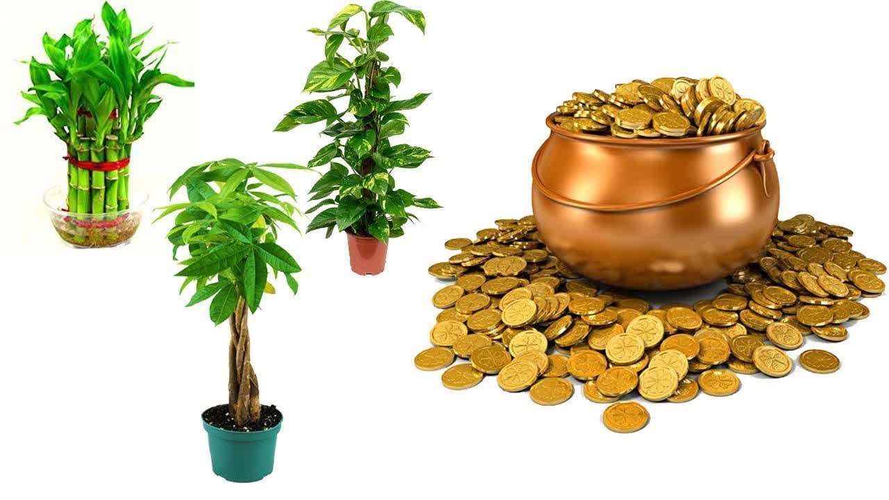 10 Lucky Plants That Will Bring Wealth and Prosperity - or just to avoid of Covid-19