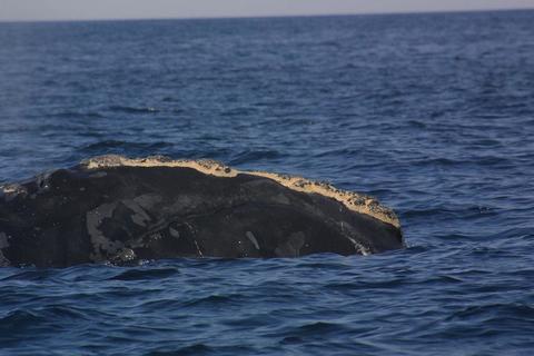 North Atlantic Right Whale.mov