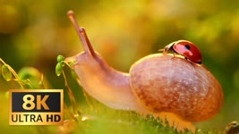 Cute Ladybug & Snail Friendship in Macro 8K ULTRA HD Video