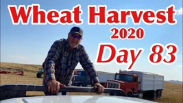 Wheat Harvest 2020 - Day 83