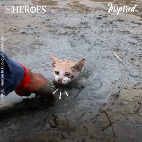 Rescue Kitten Stuck In Mud