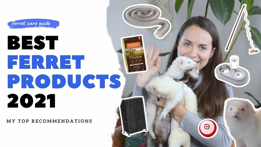 Top RECOMMENDED FERRET Products 2021 | The Modern Ferret