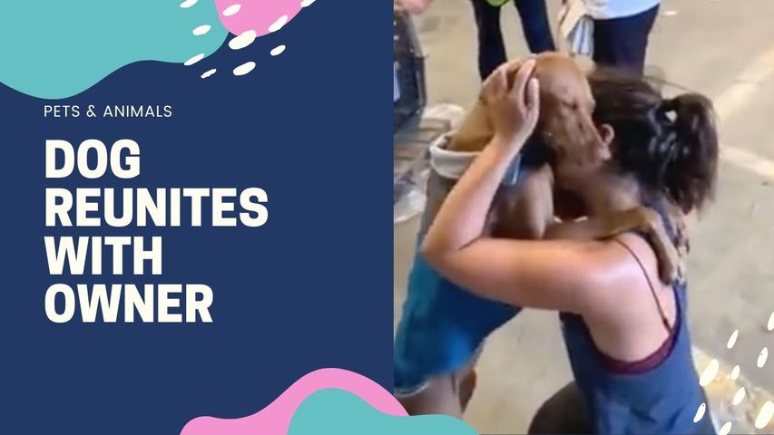 Dog Hugs And Doesn't Let Go of Owner on Reuniting With Her After Long Time