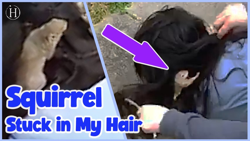 Woman Gets Squirrel Stuck In Her Hair | Humanity Life