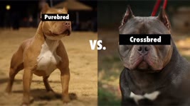 Purebred vs. Cross Bred vs. Mixed breeds