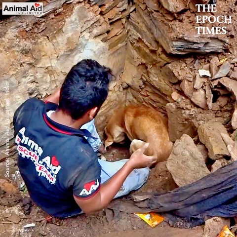 Mother Dog Helps Rescuers Dig Up Her Buried Puppies