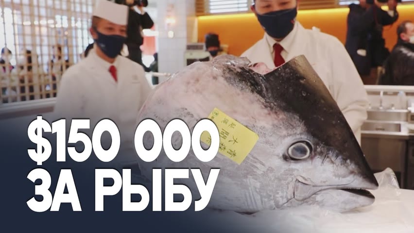 Аукцион голубого тунца прошёл в Токио