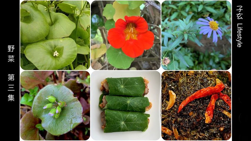 野菜（第三集）礦工生菜/旱金蓮/馬蘭/Claytonia perfoliata /Tropaeolum majus/Kalimeris indica/子玄 Lifestyle