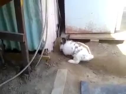 Rabbit Digs Hole to Rescue Trapped Cat