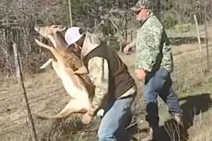 Hunters rescue deer caught in fence