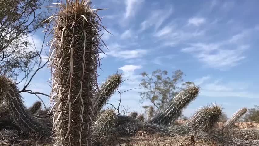 La chirinola, un cactus que 'camina', en peligro de extinción