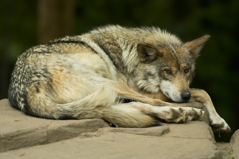 Lobo gris mexicano se encuentra al borde de la extinción