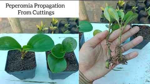 How to grow Peperomia from cuttings | Peperomia Propagation from cuttings
