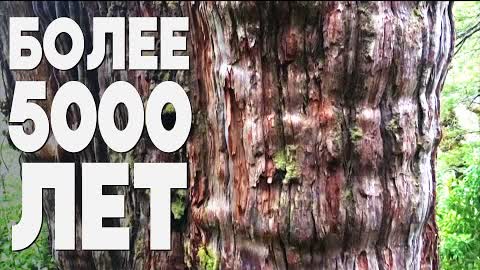Учёные выяснили, где растёт самое старое дерево в мире