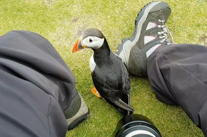 Friendly Puffin Approaches Photographer
