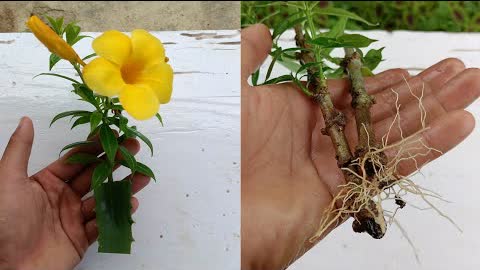 How to grow Allamanda from Cuttings ,Easiest way to grow Allamanda ,how to grow allamanda plant