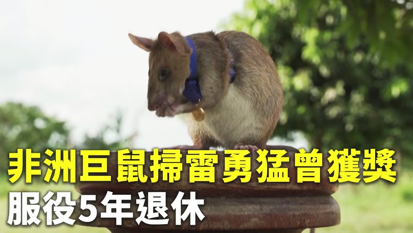 非洲巨鼠掃雷勇猛曾獲獎 服役5年退休 - 國際新聞 - 新唐人亞太電視台